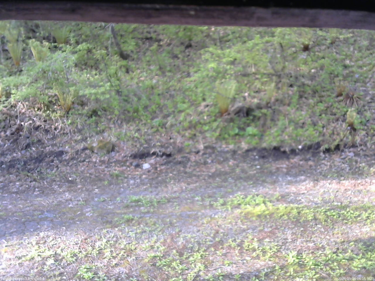 長野県菅平高原 ゆたか山荘 東側(坂下) 2026/05/16 06:15