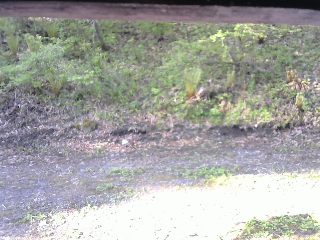 長野県菅平高原 ゆたか山荘 東側(坂下) 2026/05/16 06:30