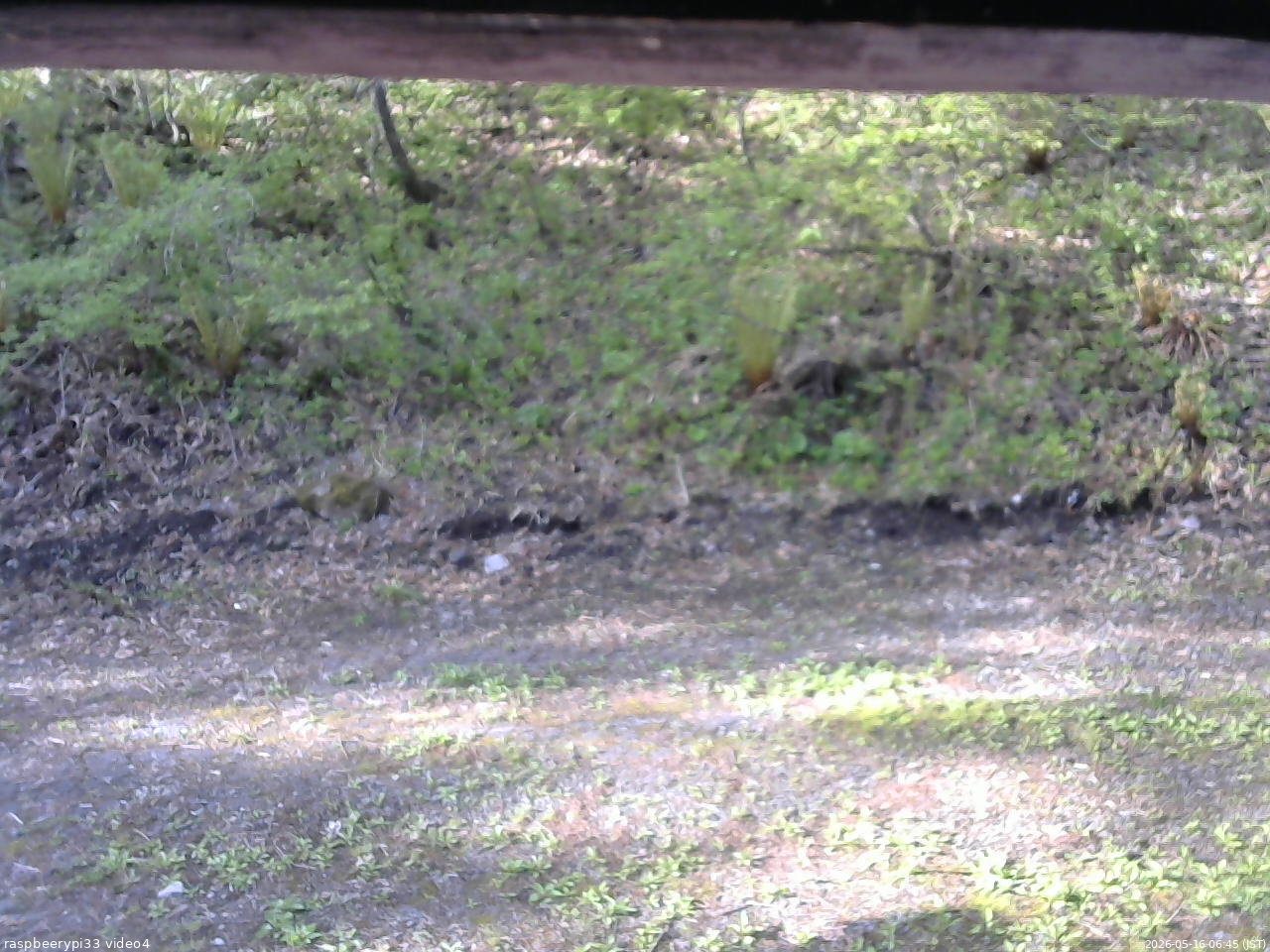 長野県菅平高原 ゆたか山荘 東側(坂下) 2026/05/16 06:45
