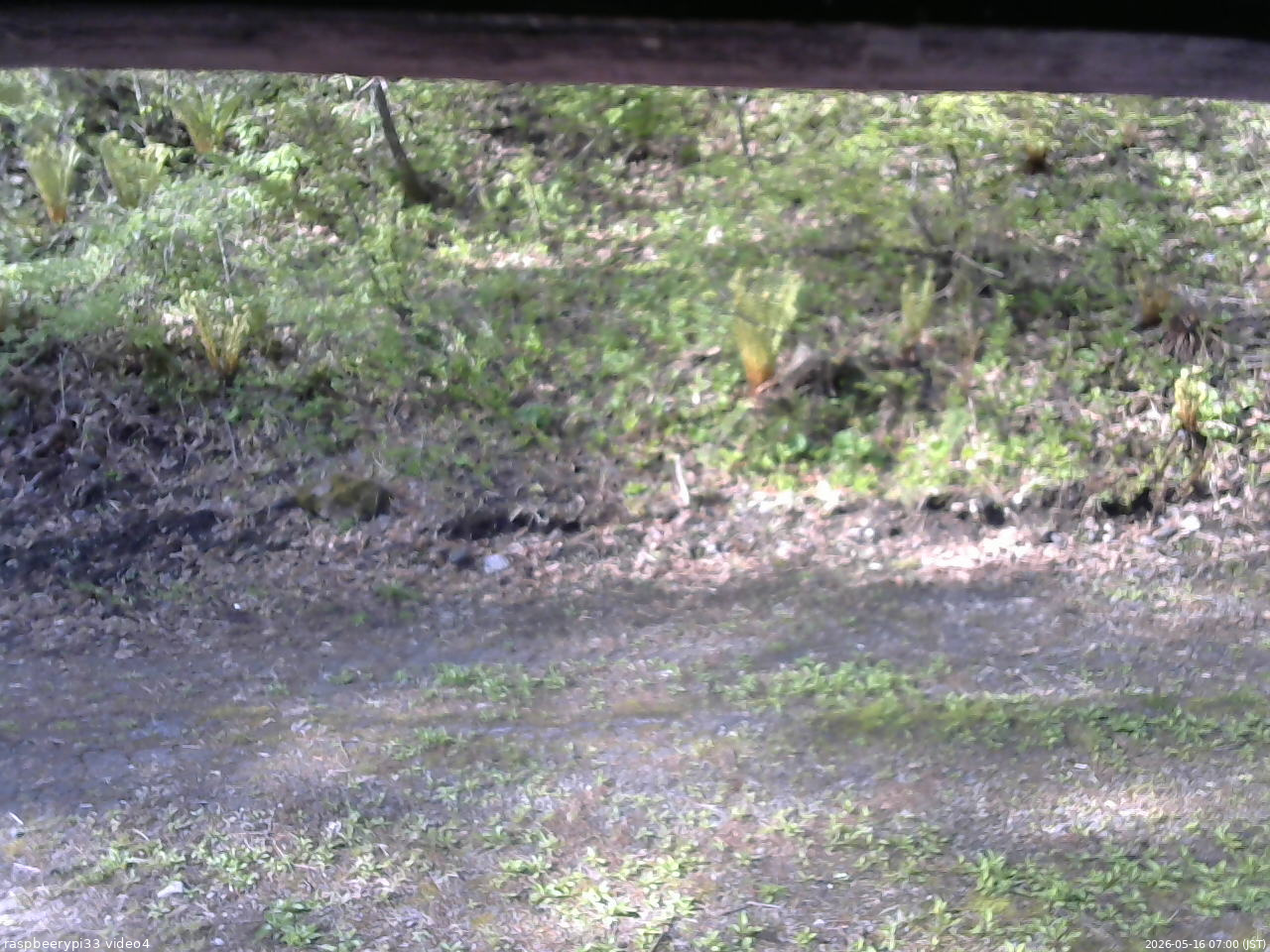長野県菅平高原 ゆたか山荘 東側(坂下) 2026/05/16 07:00