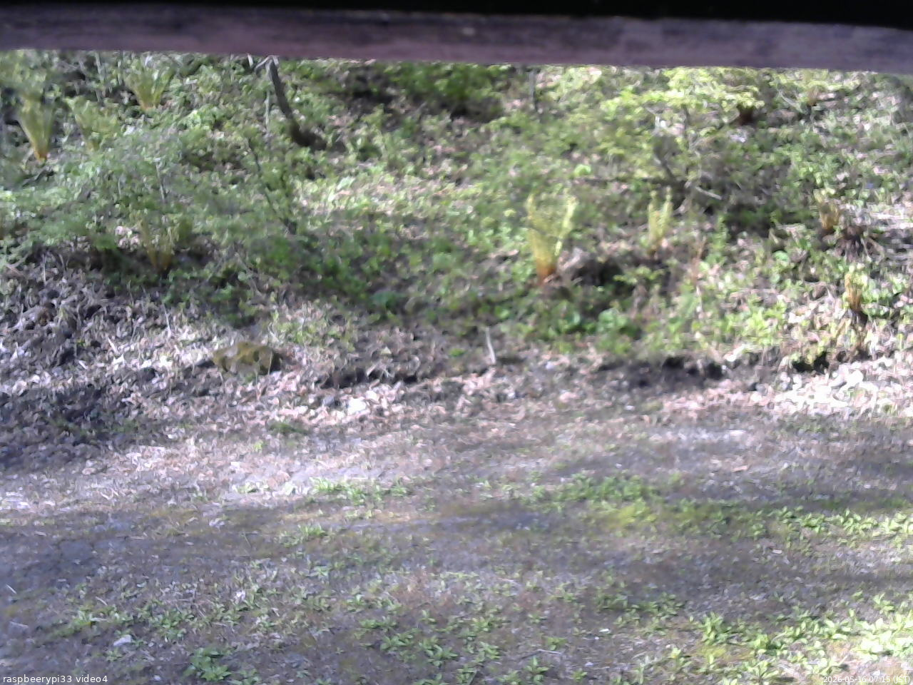 長野県菅平高原 ゆたか山荘 東側(坂下) 2026/05/16 07:15