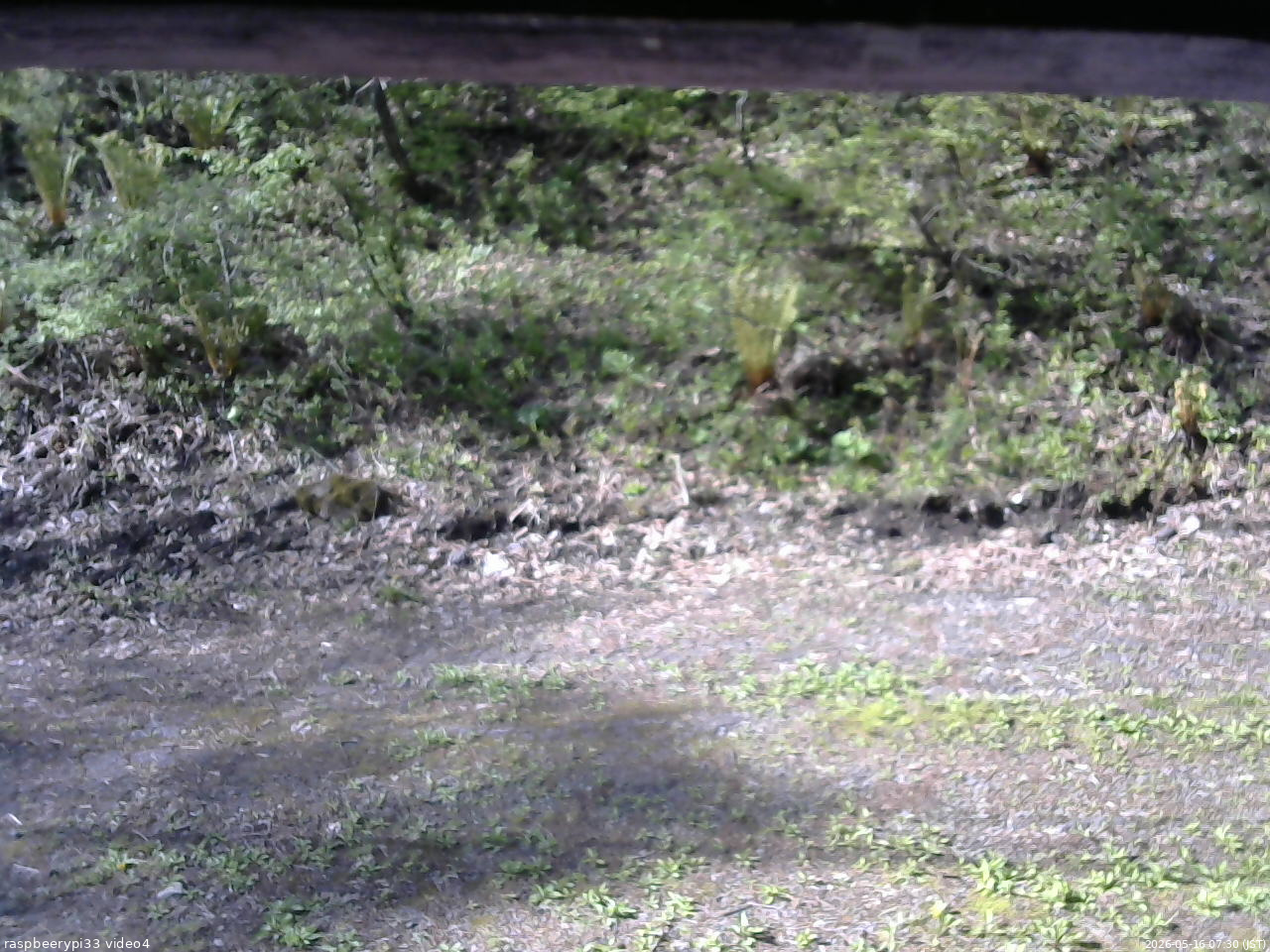 長野県菅平高原 ゆたか山荘 東側(坂下) 2026/05/16 07:30