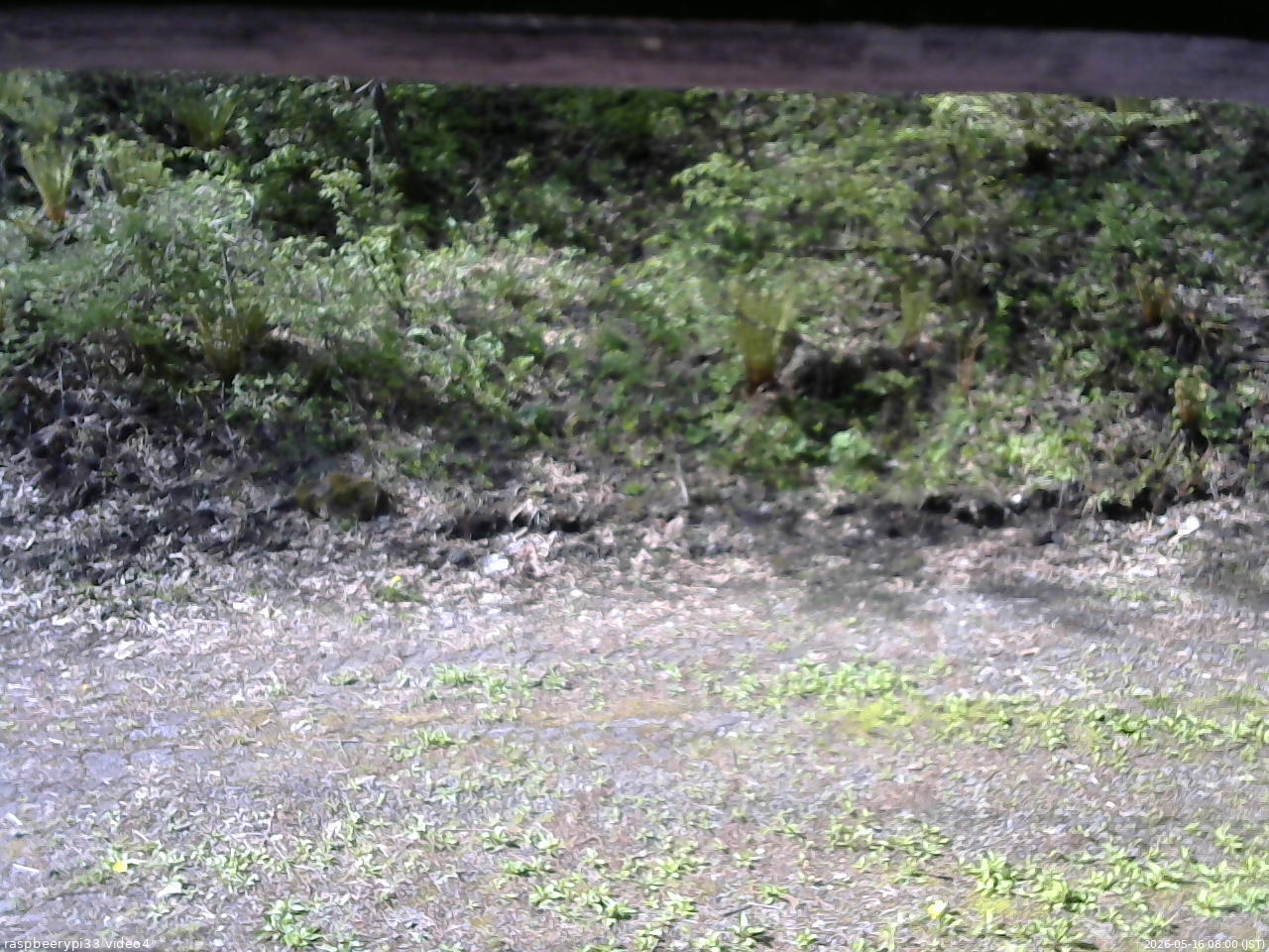 長野県菅平高原 ゆたか山荘 東側(坂下) 2026/05/16 08:00