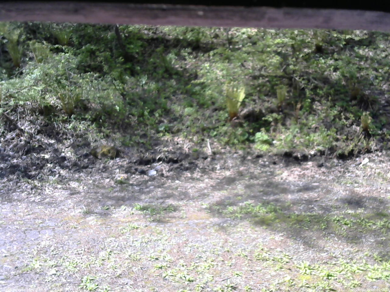 長野県菅平高原 ゆたか山荘 東側(坂下) 2026/05/16 08:30
