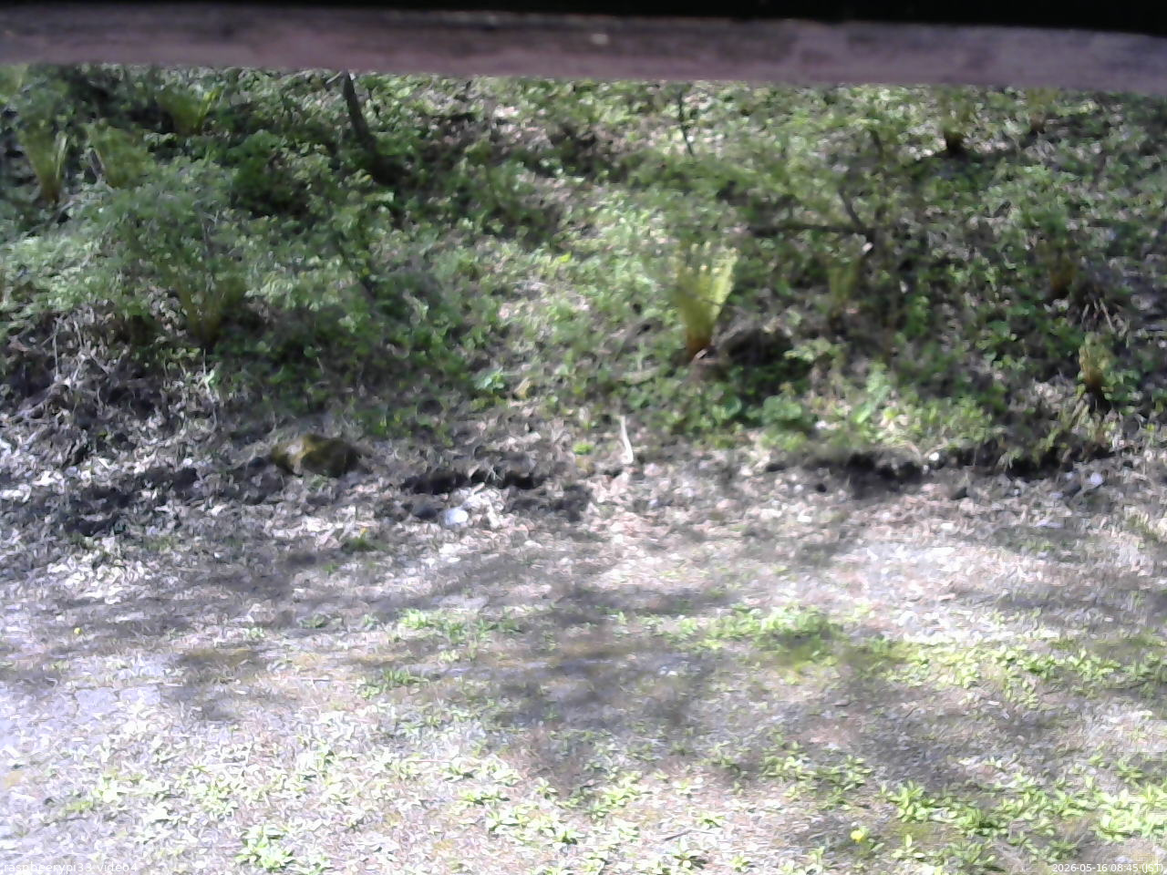 長野県菅平高原 ゆたか山荘 東側(坂下) 2026/05/16 08:45