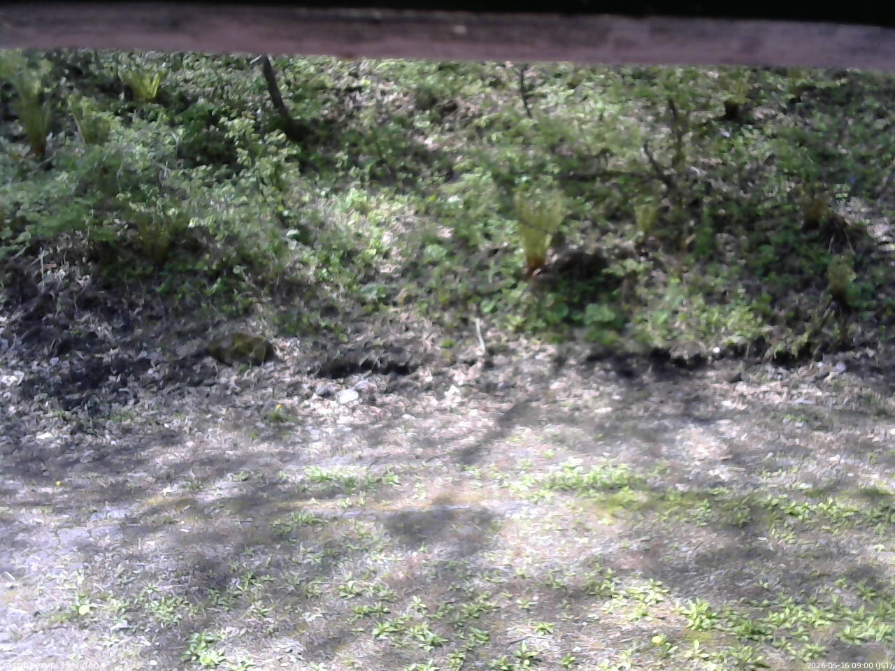 長野県菅平高原 ゆたか山荘 東側(坂下) 2026/05/16 09:00