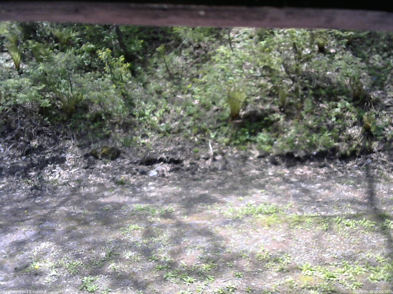 長野県菅平高原 ゆたか山荘 東側(坂下) 2026/05/16 10:00