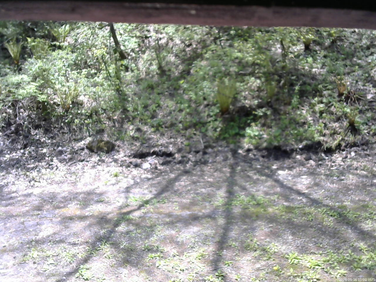 長野県菅平高原 ゆたか山荘 東側(坂下) 2026/05/16 11:00
