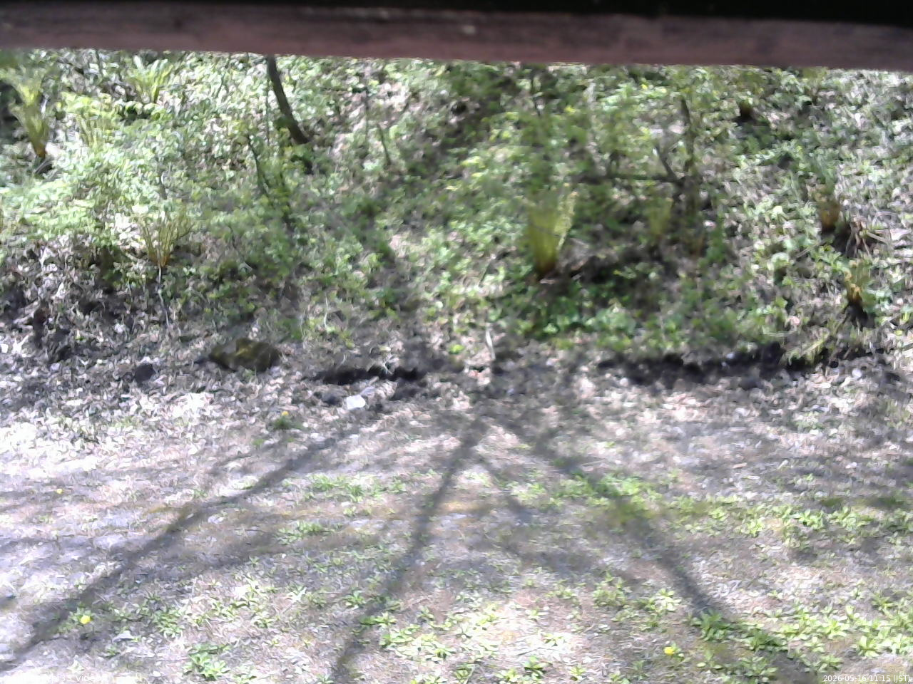 長野県菅平高原 ゆたか山荘 東側(坂下) 2026/05/16 11:15