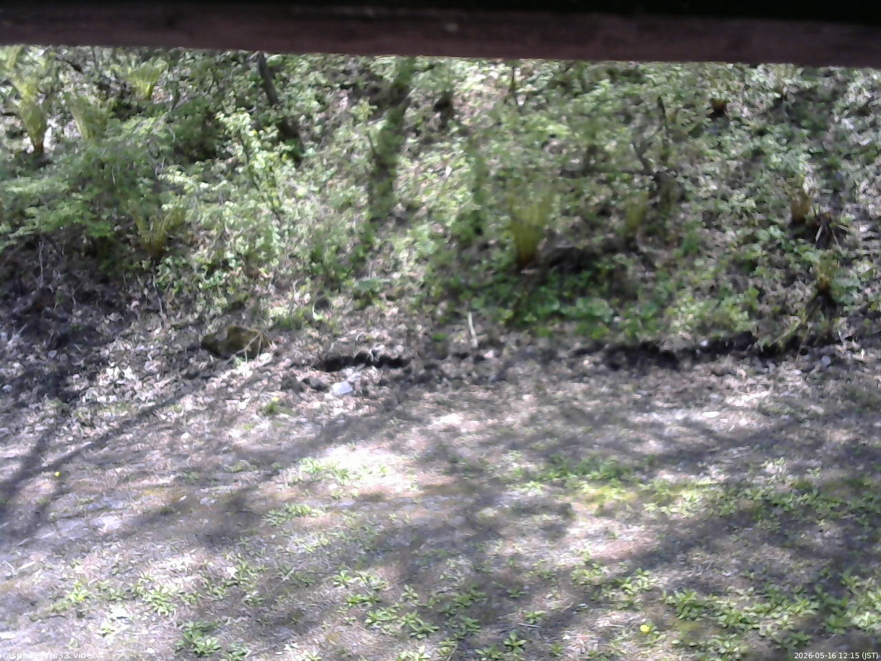 長野県菅平高原 ゆたか山荘 東側(坂下) 2026/05/16 12:15
