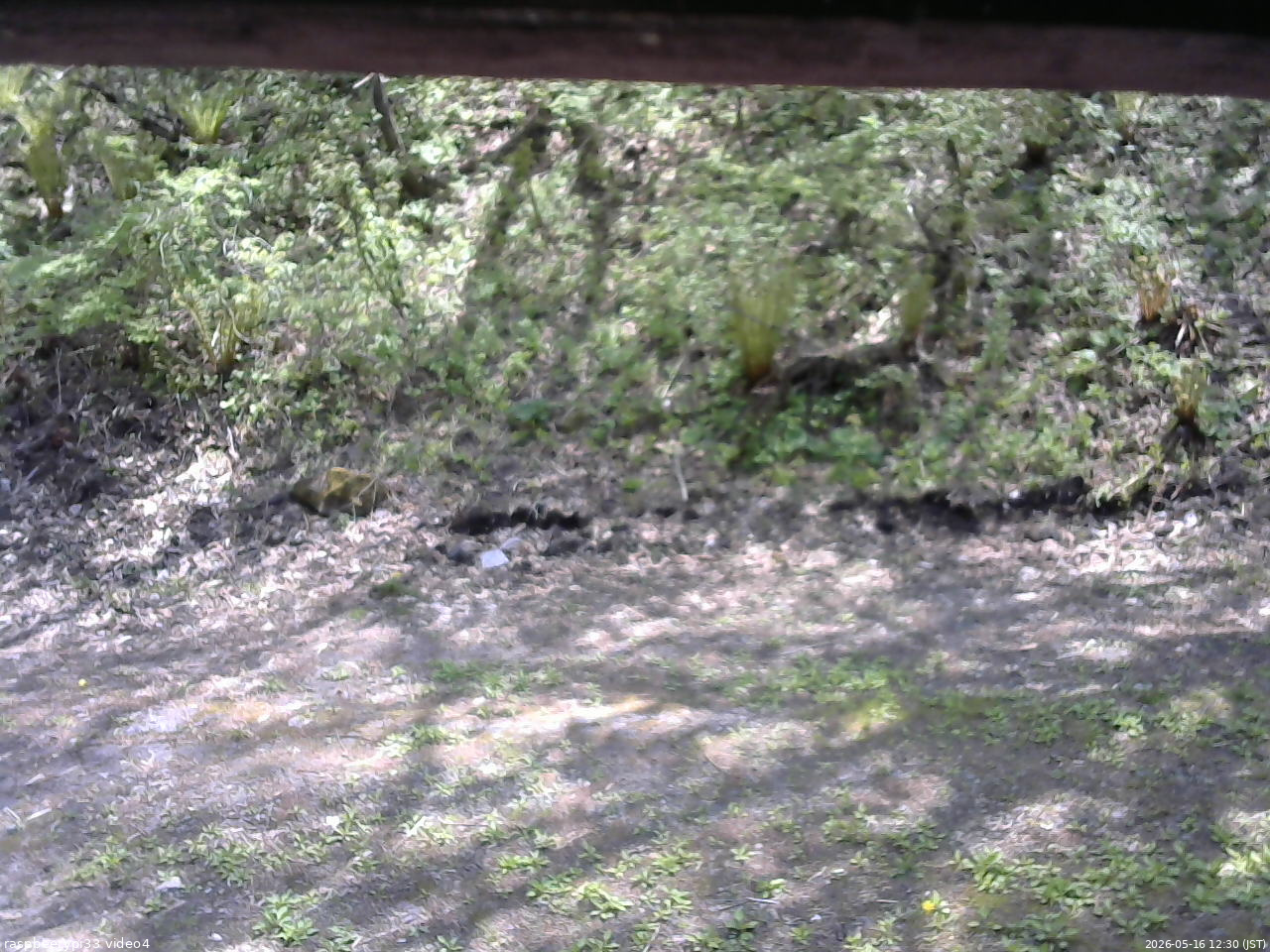 長野県菅平高原 ゆたか山荘 東側(坂下) 2026/05/16 12:30
