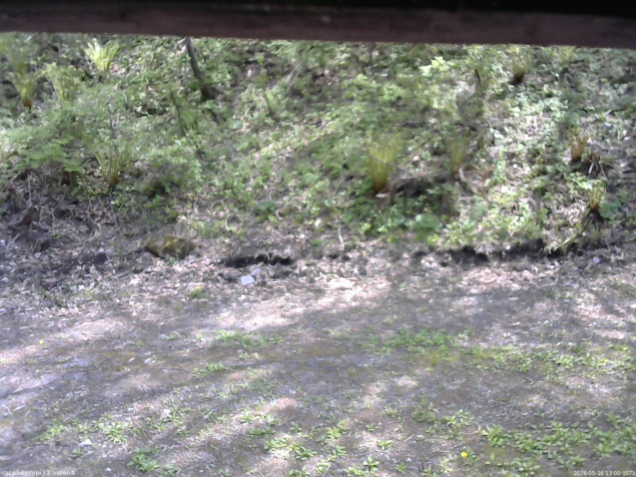 長野県菅平高原 ゆたか山荘 東側(坂下) 2026/05/16 13:00