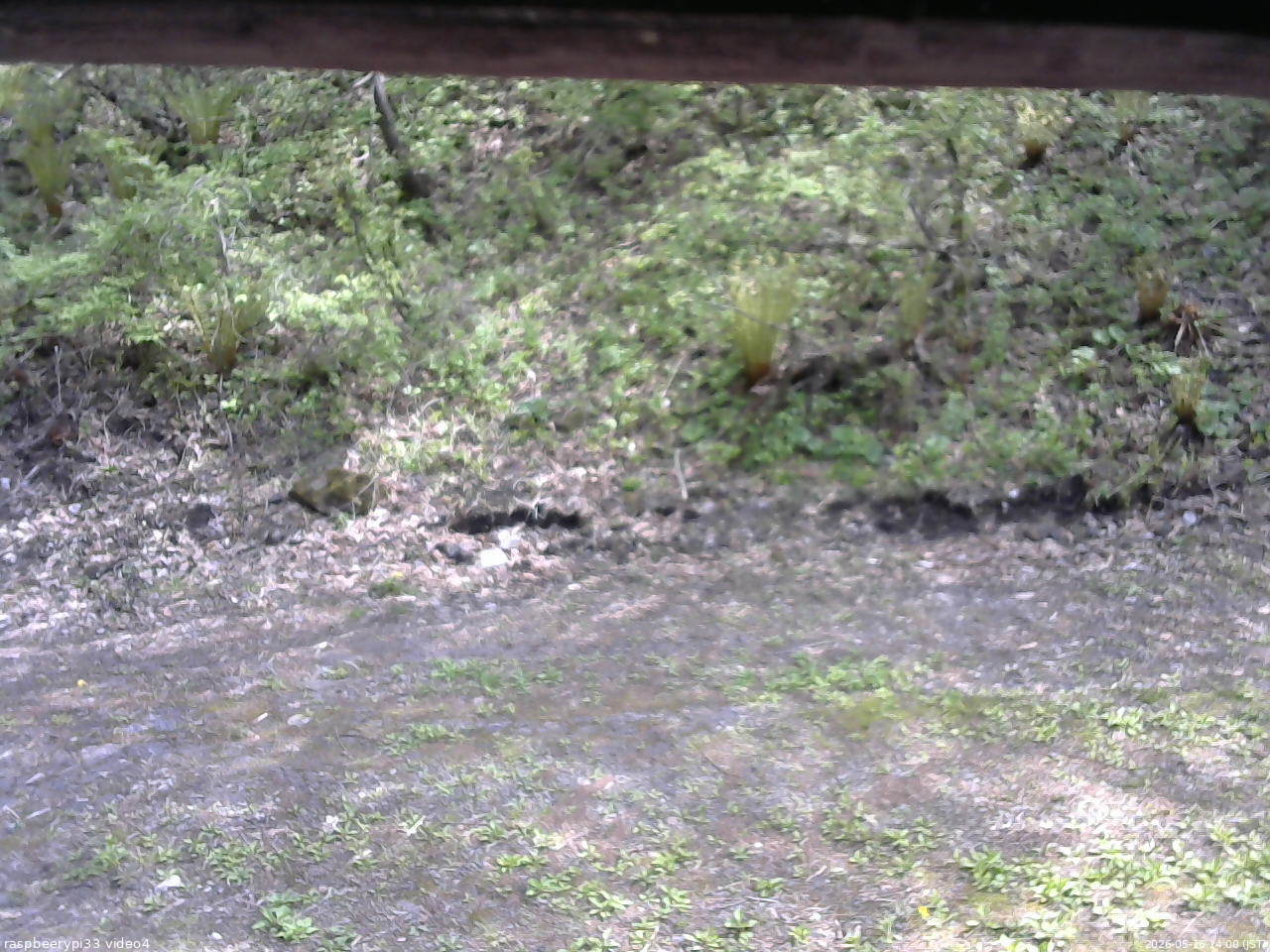 長野県菅平高原 ゆたか山荘 東側(坂下) 2026/05/16 14:00
