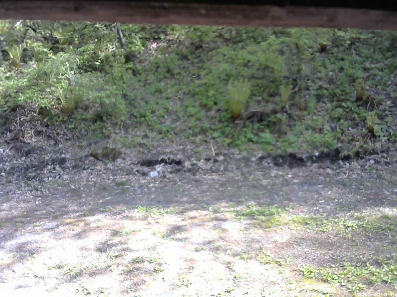 長野県菅平高原 ゆたか山荘 東側(坂下) 2026/05/16 14:45