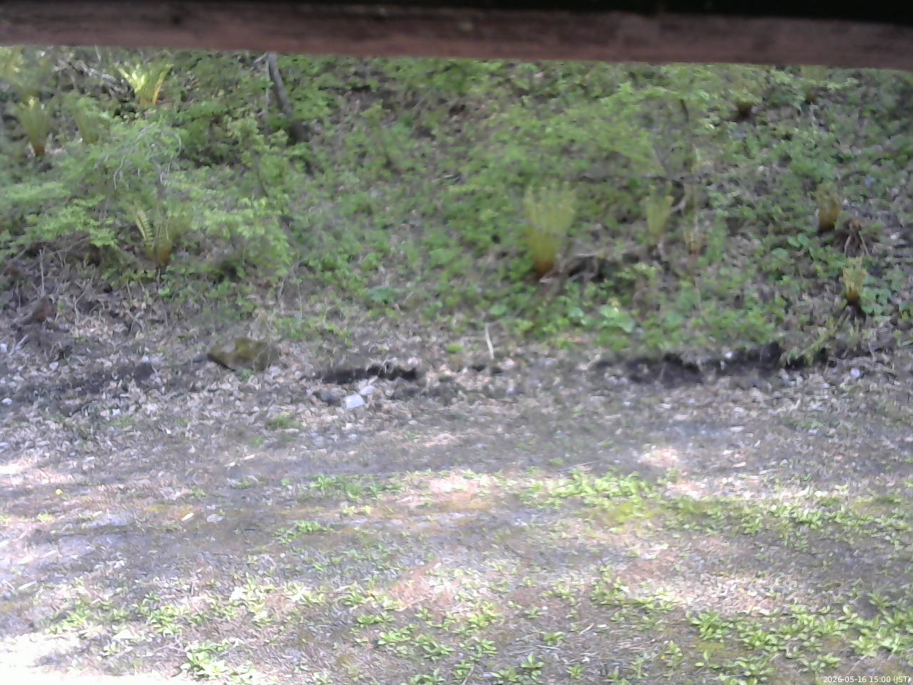 長野県菅平高原 ゆたか山荘 東側(坂下) 2026/05/16 15:00