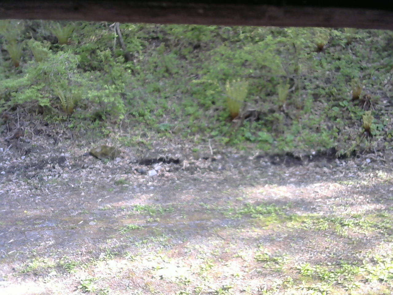 長野県菅平高原 ゆたか山荘 東側(坂下) 2026/05/16 15:30