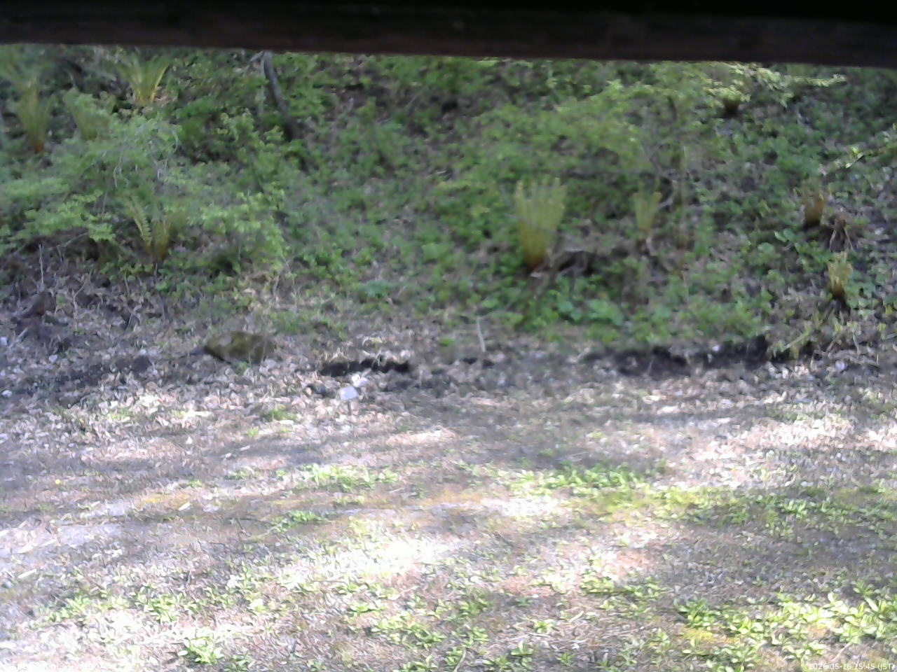 長野県菅平高原 ゆたか山荘 東側(坂下) 2026/05/16 15:45
