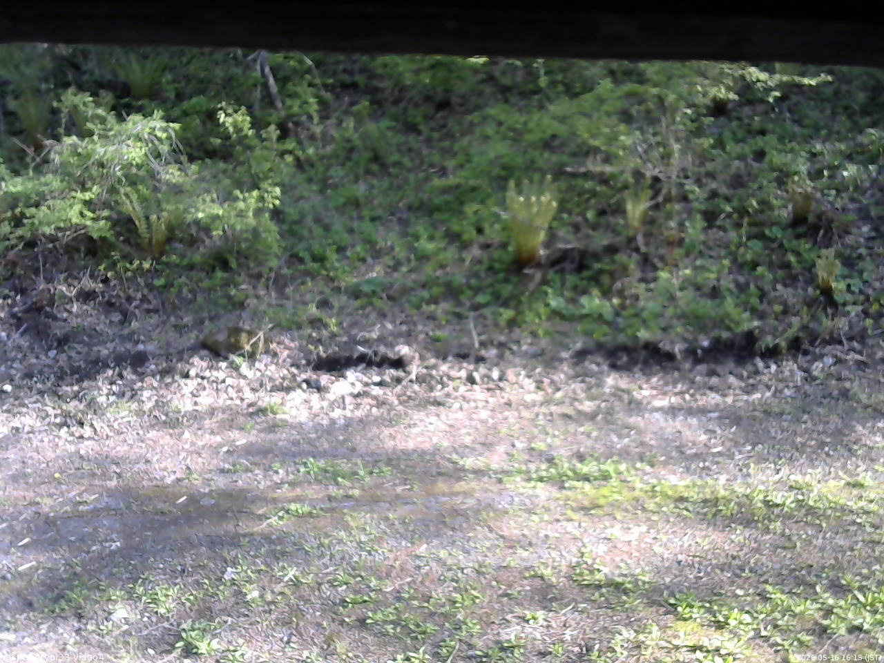 長野県菅平高原 ゆたか山荘 東側(坂下) 2026/05/16 16:15