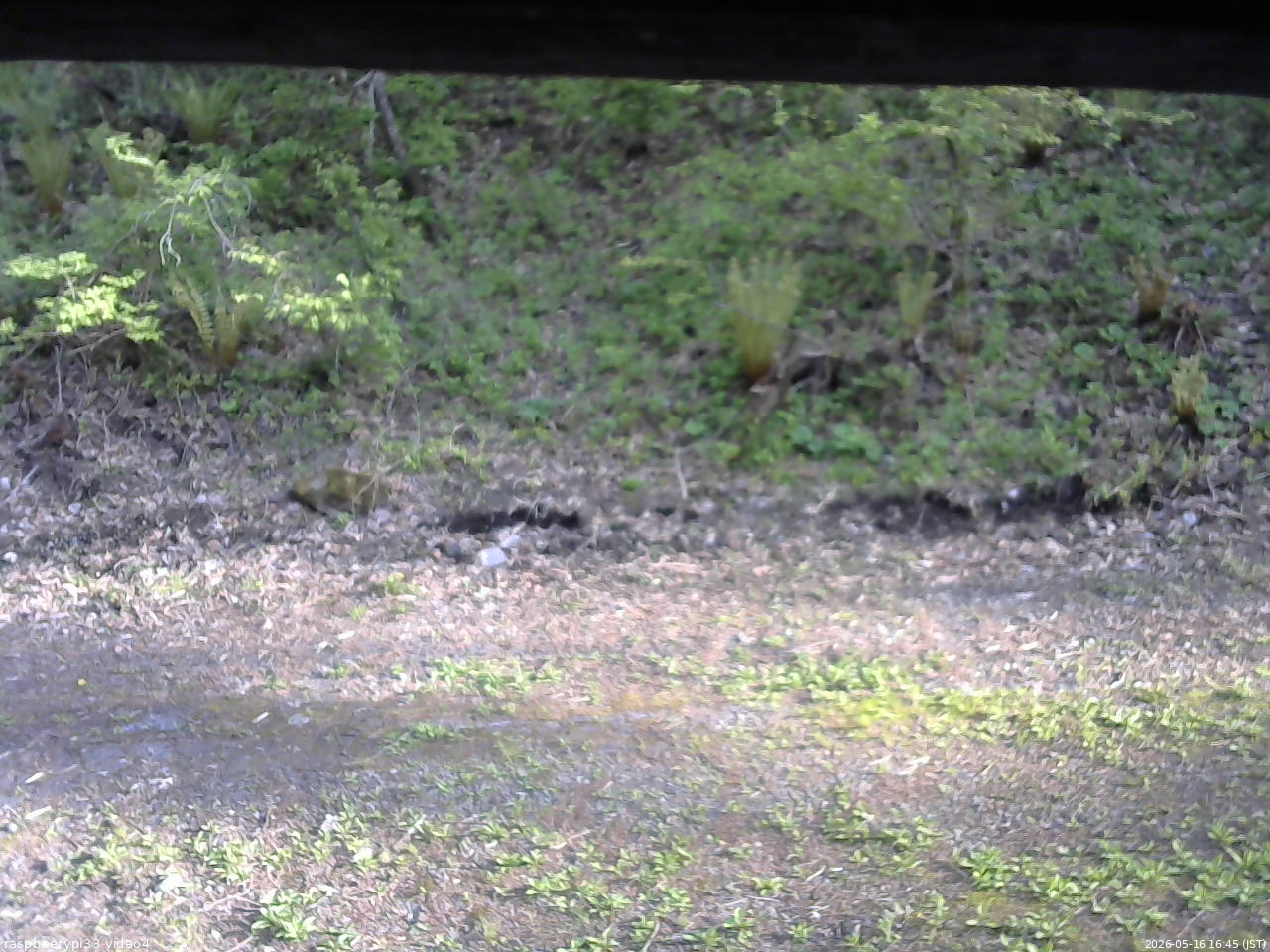 長野県菅平高原 ゆたか山荘 東側(坂下) 2026/05/16 16:45