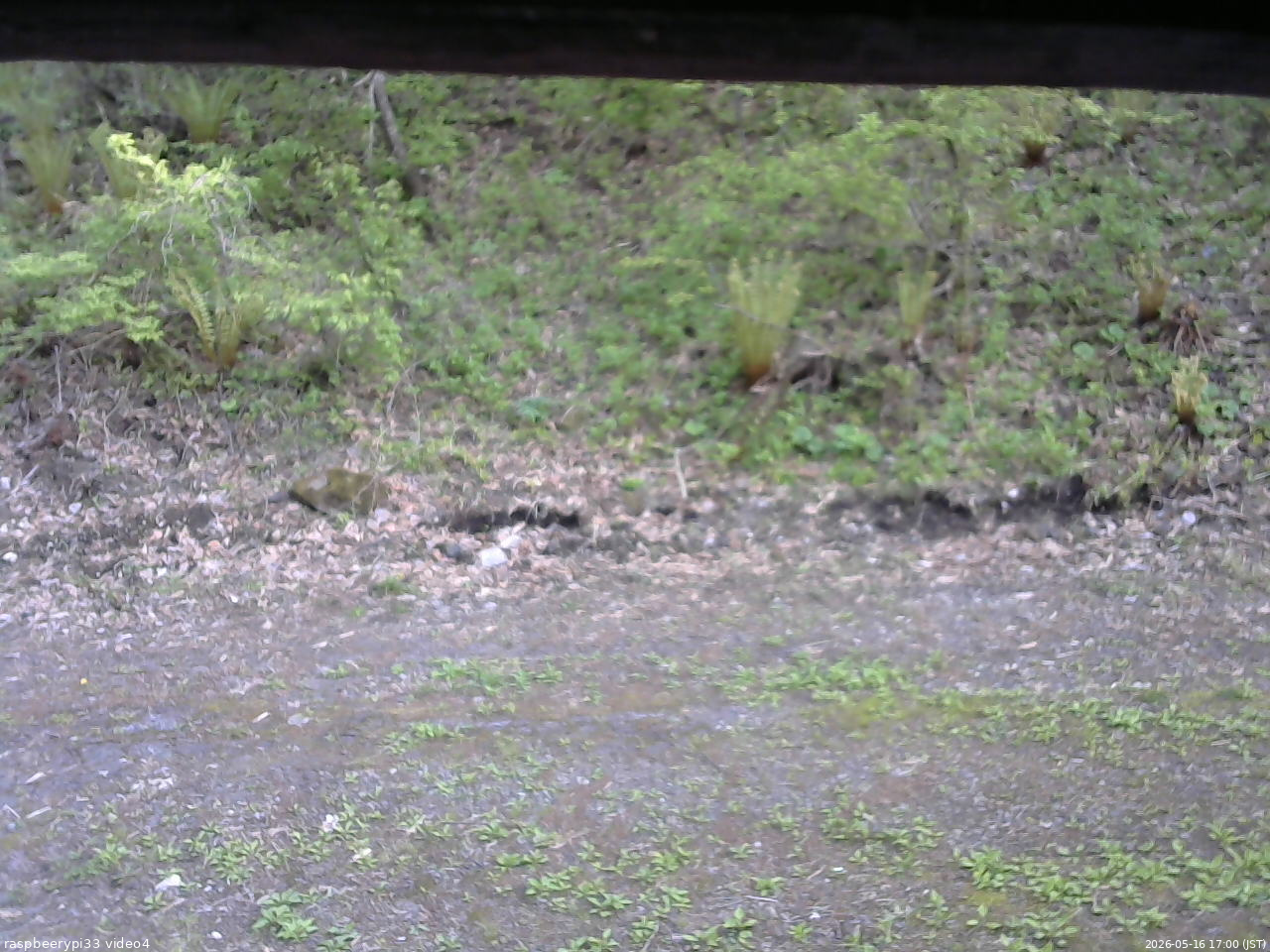 長野県菅平高原 ゆたか山荘 東側(坂下) 2026/05/16 17:00