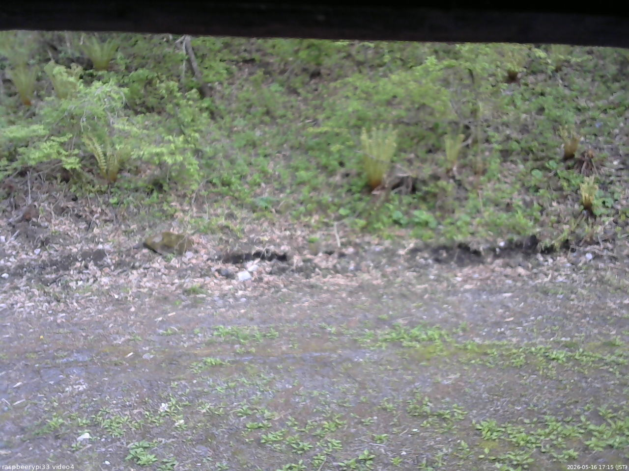 長野県菅平高原 ゆたか山荘 東側(坂下) 2026/05/16 17:15