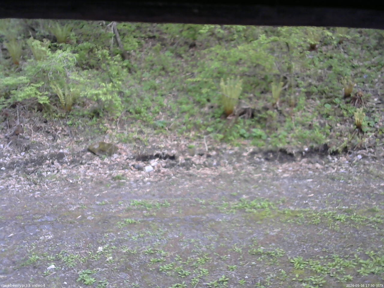 長野県菅平高原 ゆたか山荘 東側(坂下) 2026/05/16 17:30