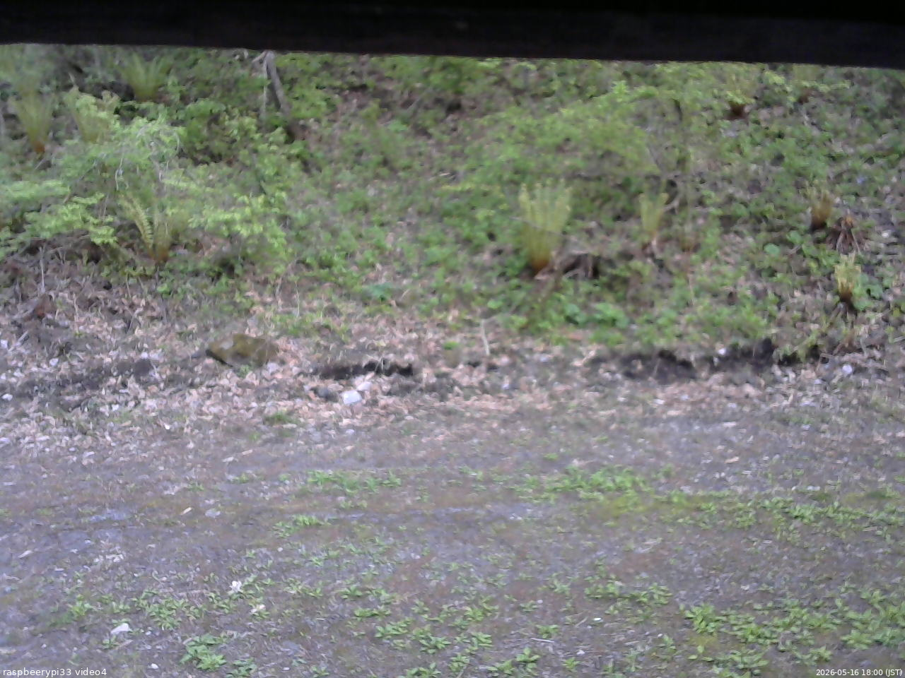 長野県菅平高原 ゆたか山荘 東側(坂下) 2026/05/16 18:00
