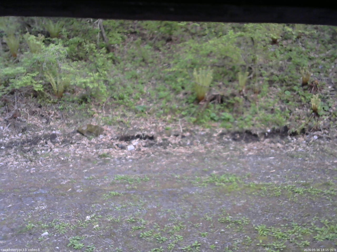 長野県菅平高原 ゆたか山荘 東側(坂下) 2026/05/16 18:15