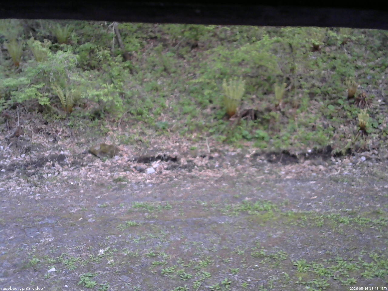 長野県菅平高原 ゆたか山荘 東側(坂下) 2026/05/16 18:45