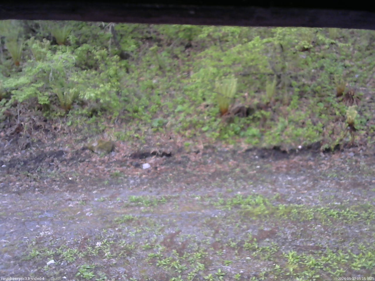 長野県菅平高原 ゆたか山荘 東側(坂下) 2026/05/17 05:15