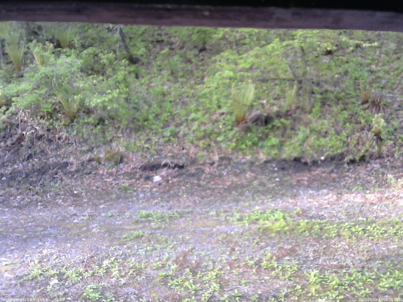 長野県菅平高原 ゆたか山荘 東側(坂下) 2026/05/17 06:15