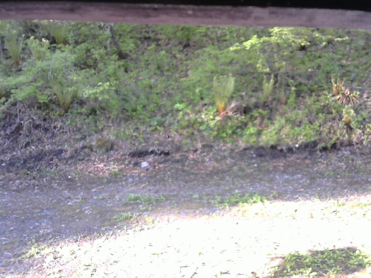 長野県菅平高原 ゆたか山荘 東側(坂下) 2026/05/17 06:30