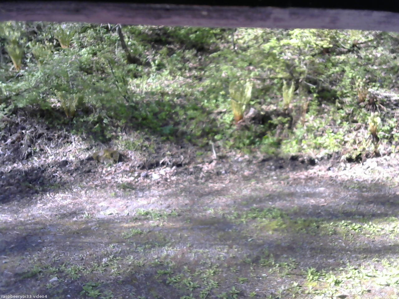 長野県菅平高原 ゆたか山荘 東側(坂下) 2026/05/17 07:15