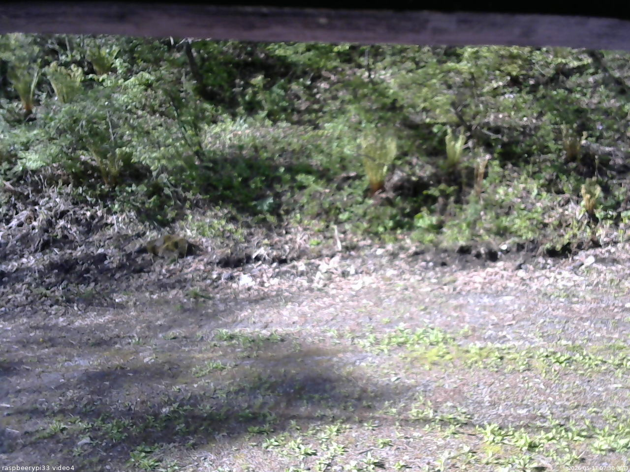 長野県菅平高原 ゆたか山荘 東側(坂下) 2026/05/17 07:30