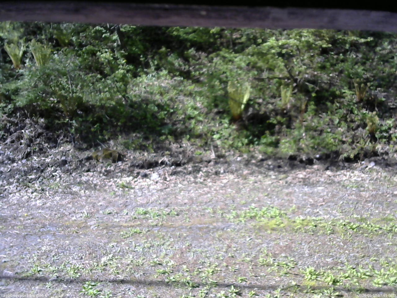 長野県菅平高原 ゆたか山荘 東側(坂下) 2026/05/17 07:45