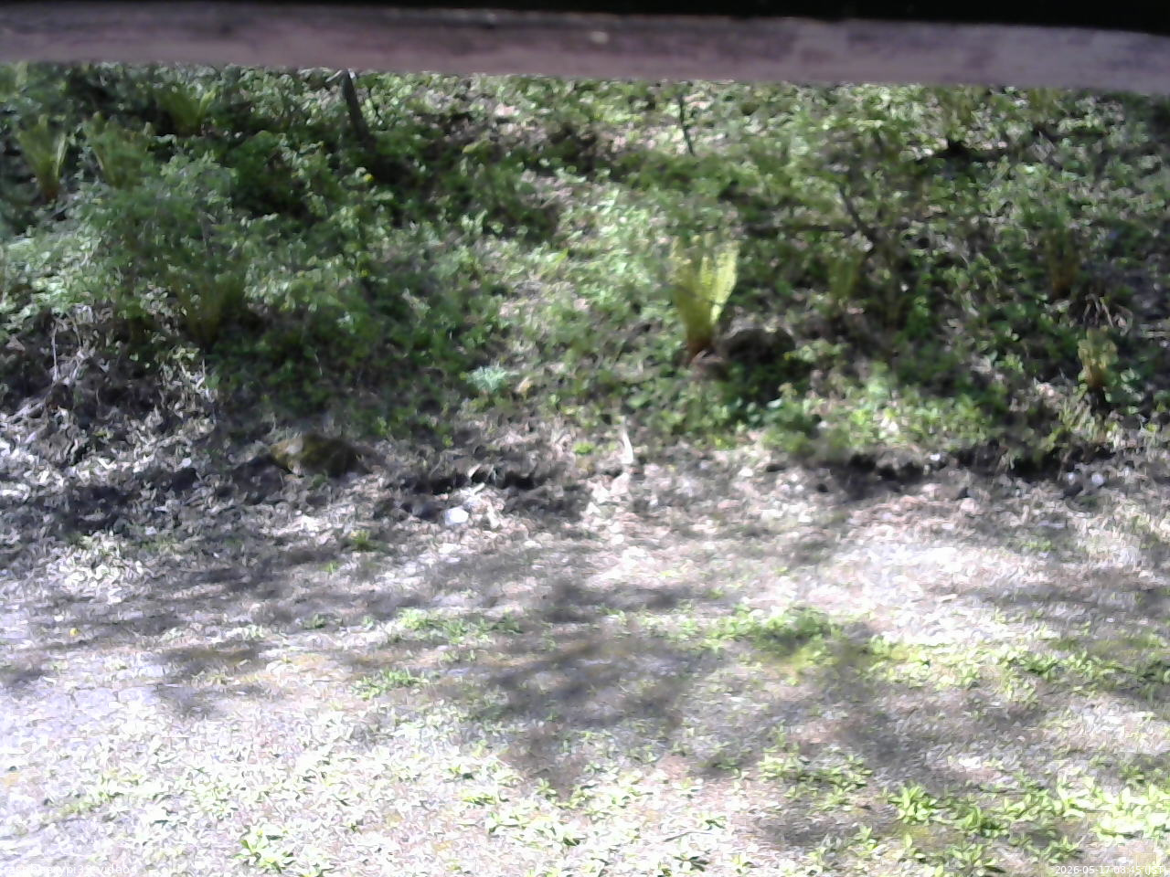 長野県菅平高原 ゆたか山荘 東側(坂下) 2026/05/17 08:45