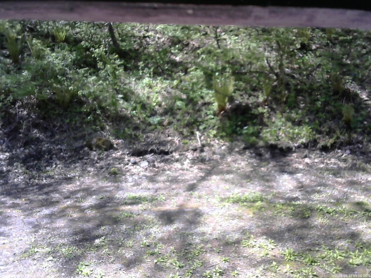 長野県菅平高原 ゆたか山荘 東側(坂下) 2026/05/17 09:00