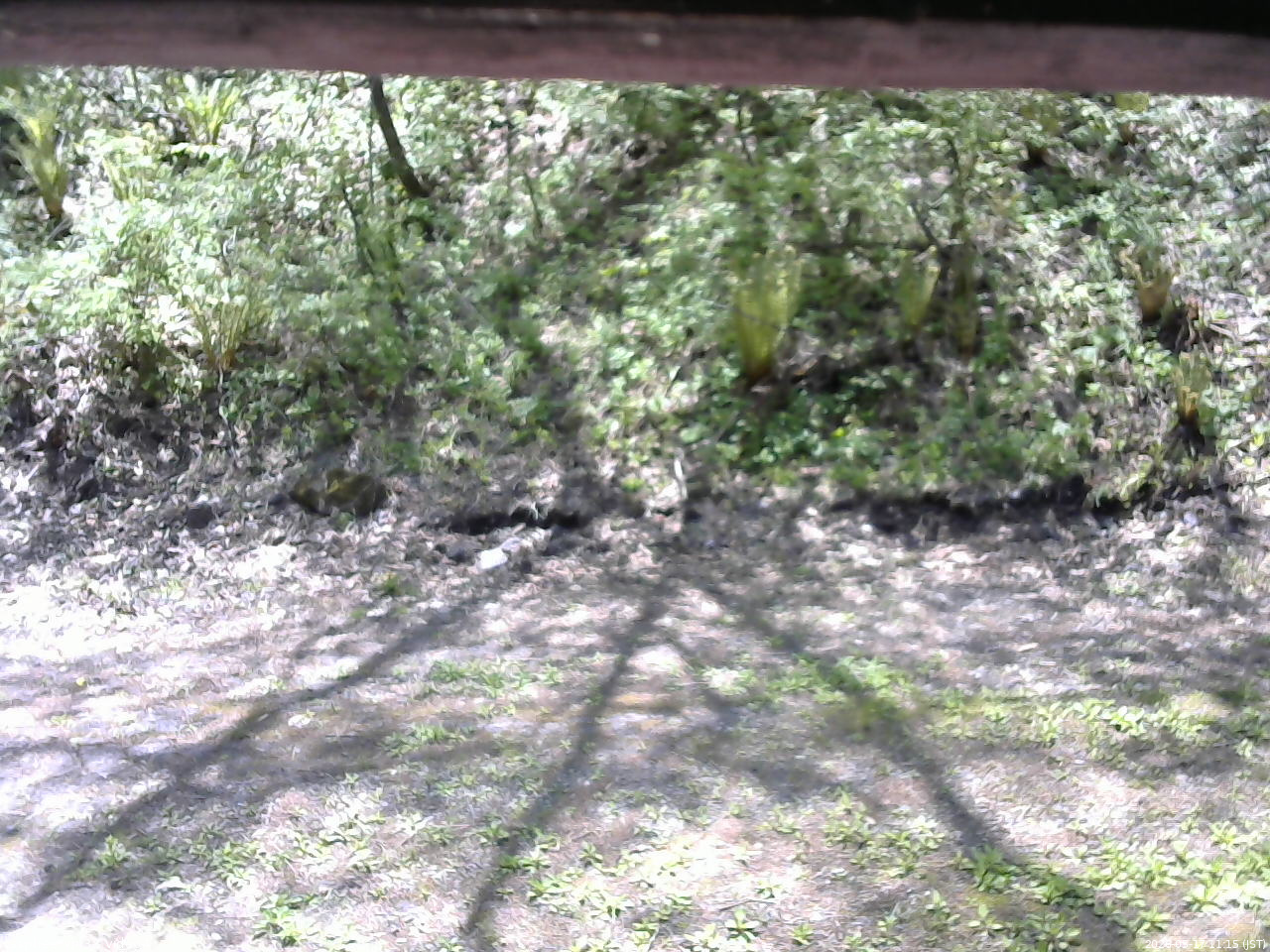 長野県菅平高原 ゆたか山荘 東側(坂下) 2026/05/17 11:15