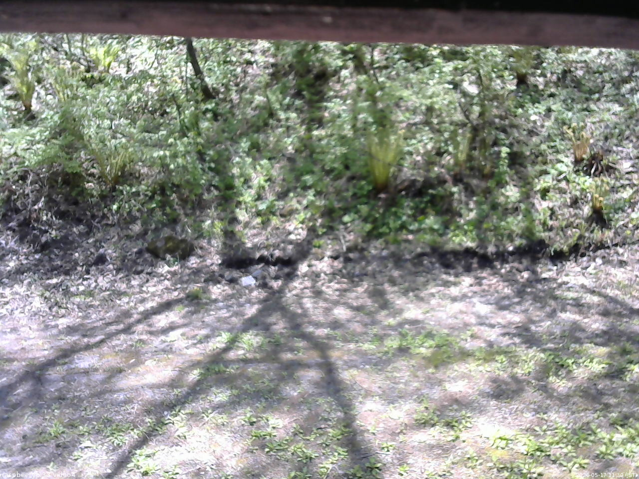 長野県菅平高原 ゆたか山荘 東側(坂下) 2026/05/17 11:30