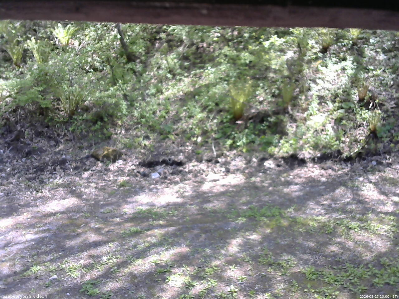 長野県菅平高原 ゆたか山荘 東側(坂下) 2026/05/17 13:00