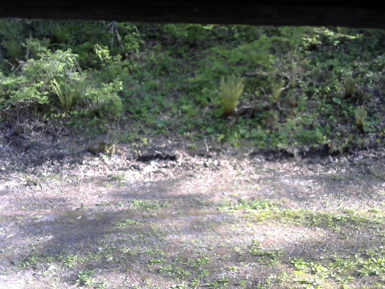 長野県菅平高原 ゆたか山荘 東側(坂下) 2026/05/17 16:15