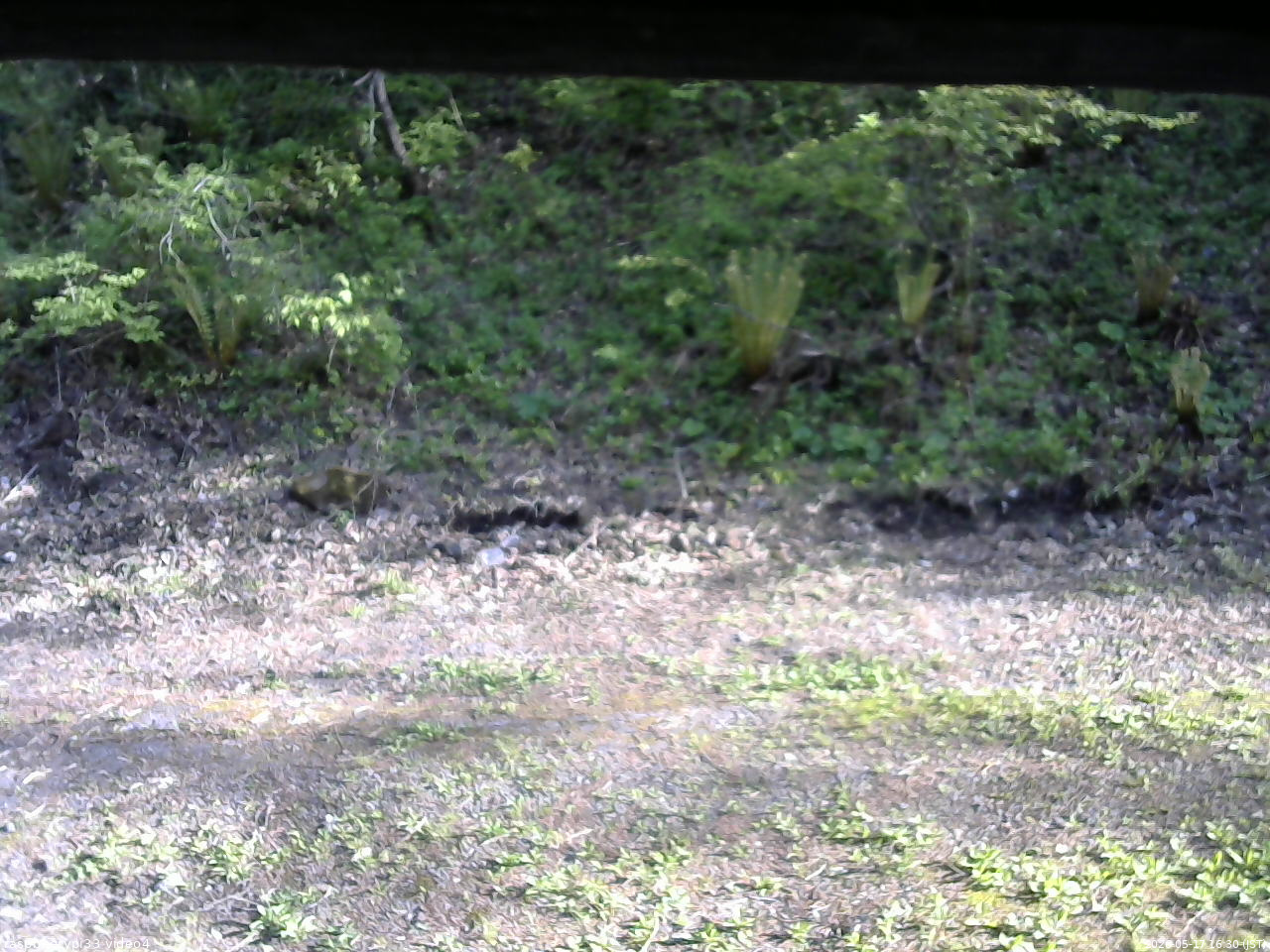 長野県菅平高原 ゆたか山荘 東側(坂下) 2026/05/17 16:30