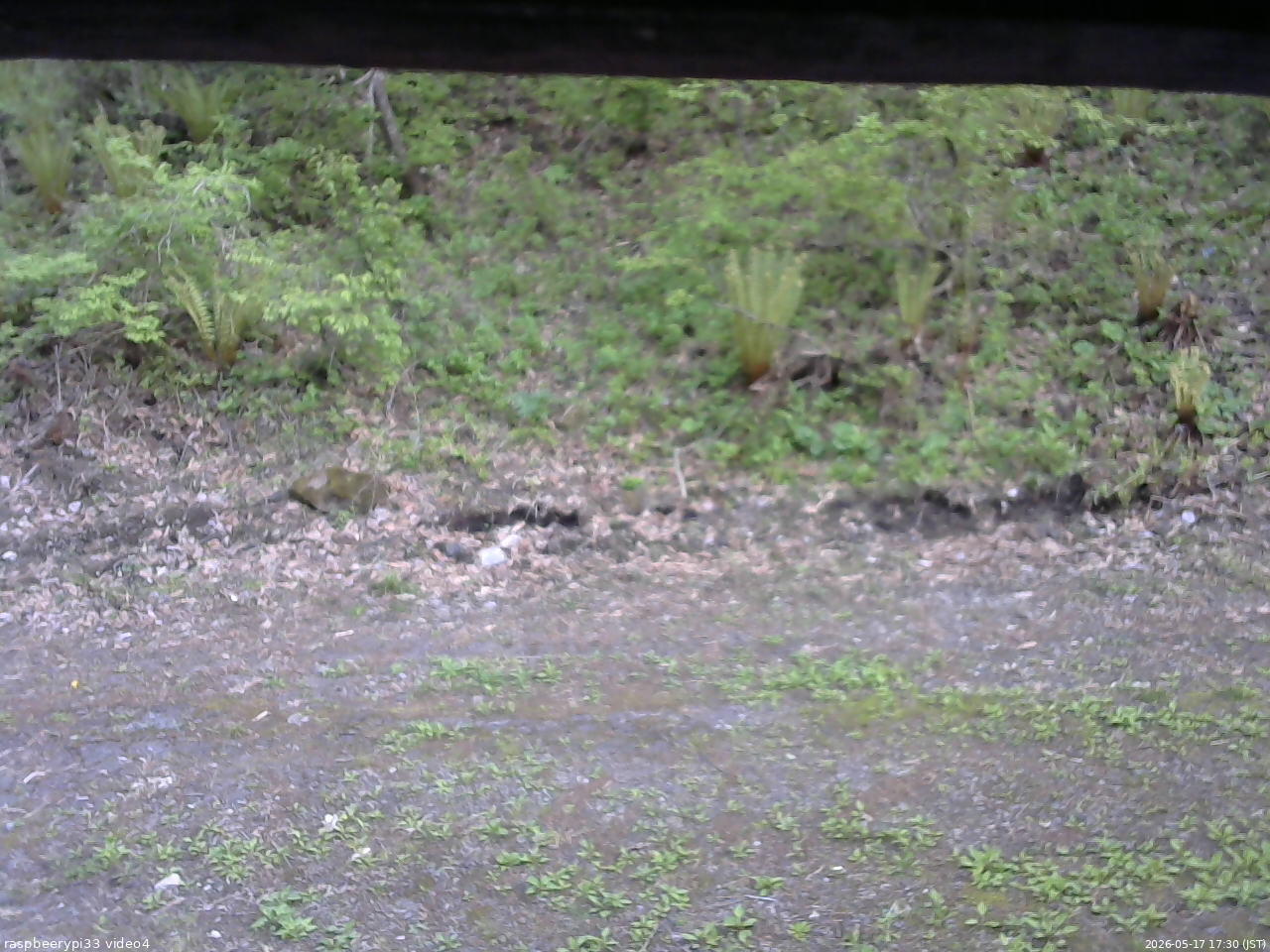 長野県菅平高原 ゆたか山荘 東側(坂下) 2026/05/17 17:30