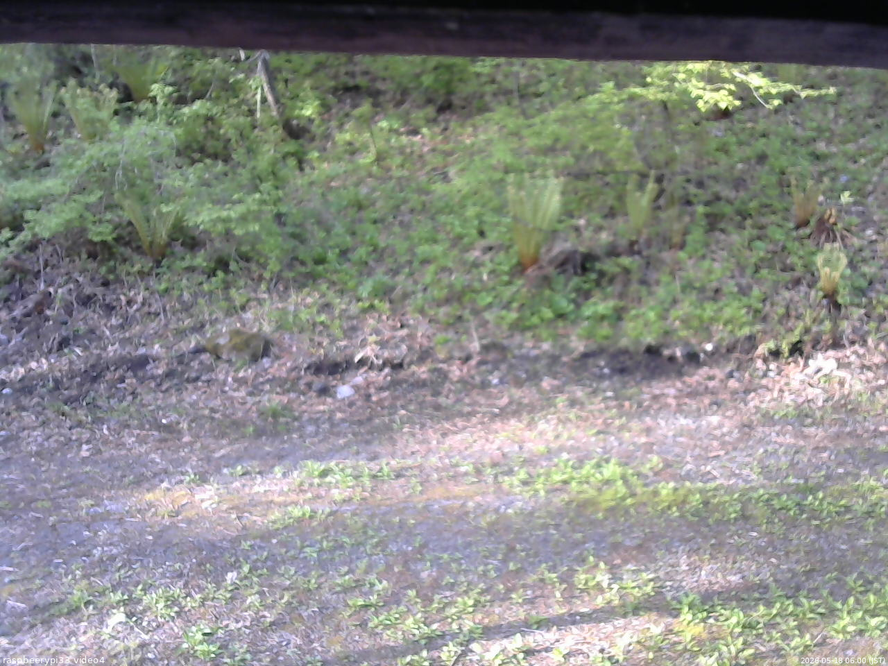 長野県菅平高原 ゆたか山荘 東側(坂下) 2026/05/18 06:00