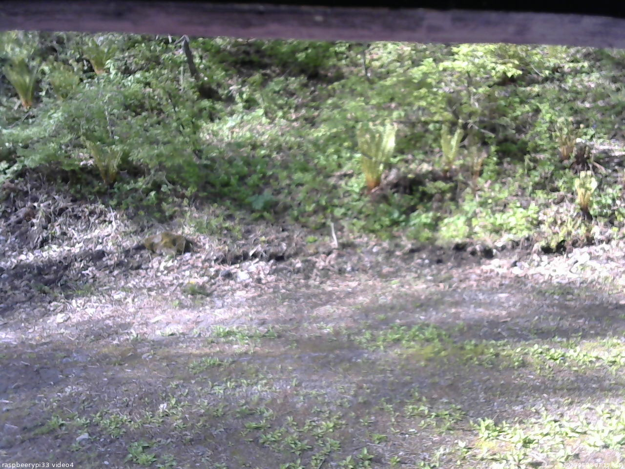 長野県菅平高原 ゆたか山荘 東側(坂下) 2026/05/18 07:15