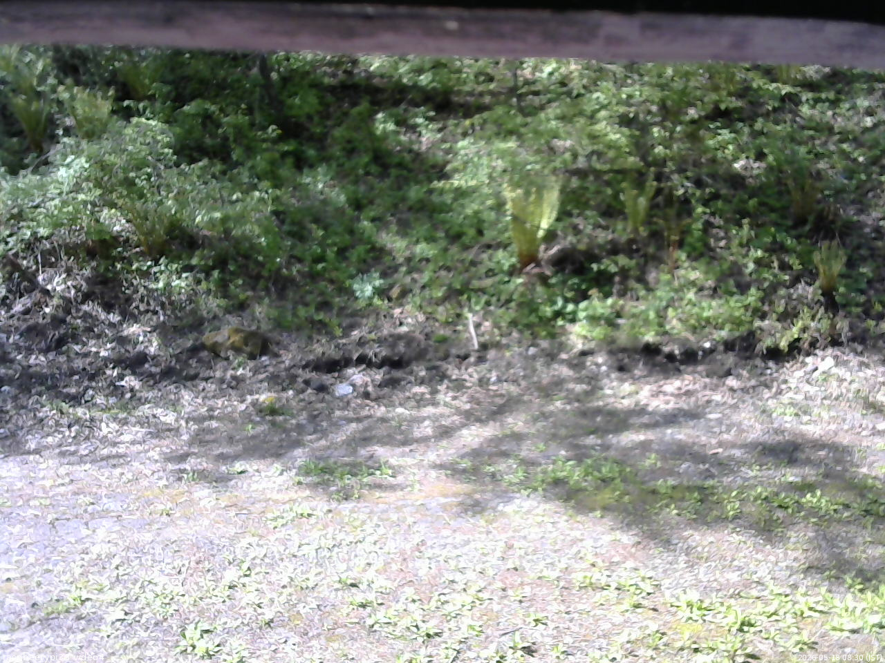 長野県菅平高原 ゆたか山荘 東側(坂下) 2026/05/18 08:30