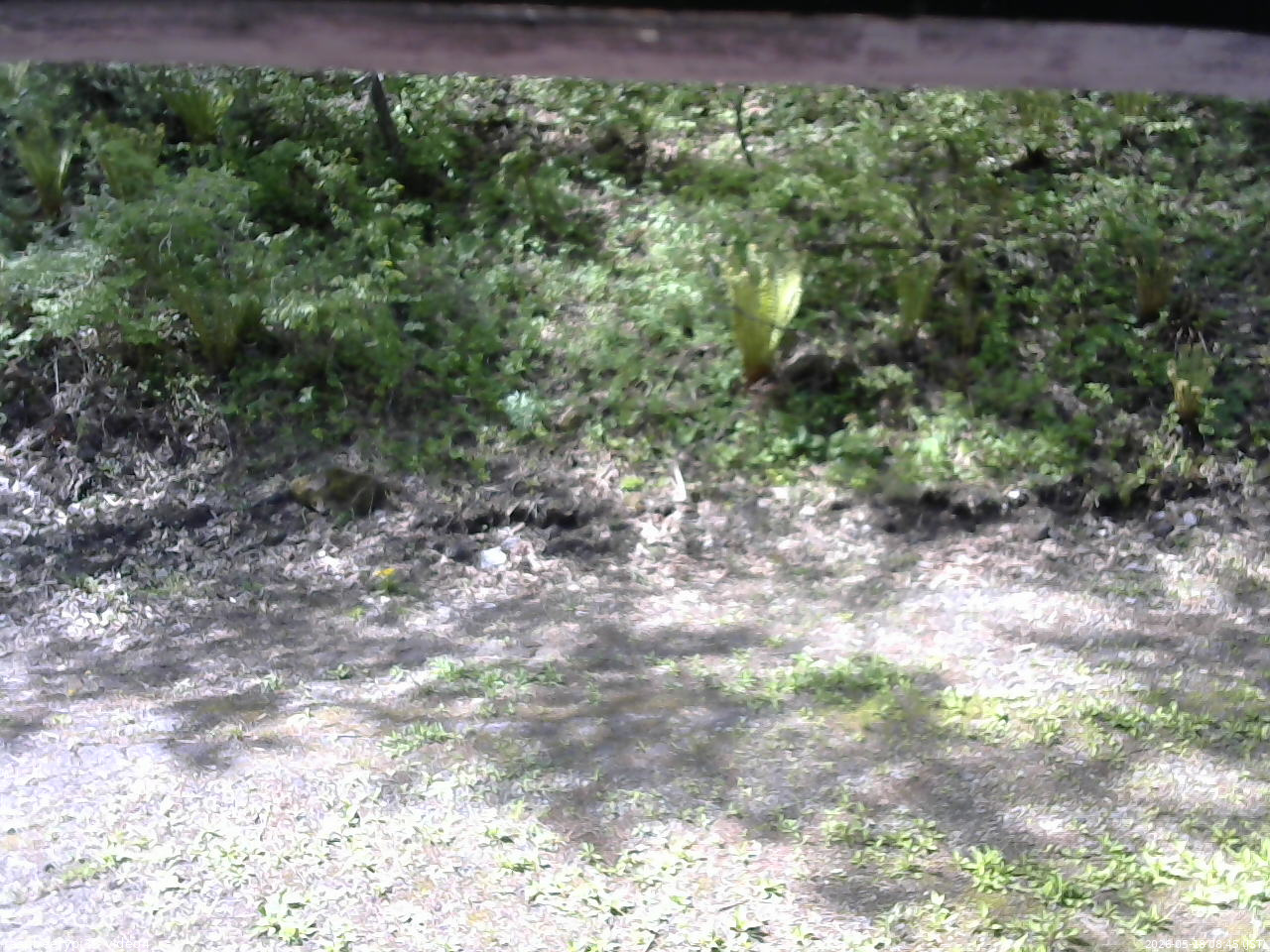 長野県菅平高原 ゆたか山荘 東側(坂下) 2026/05/18 08:45