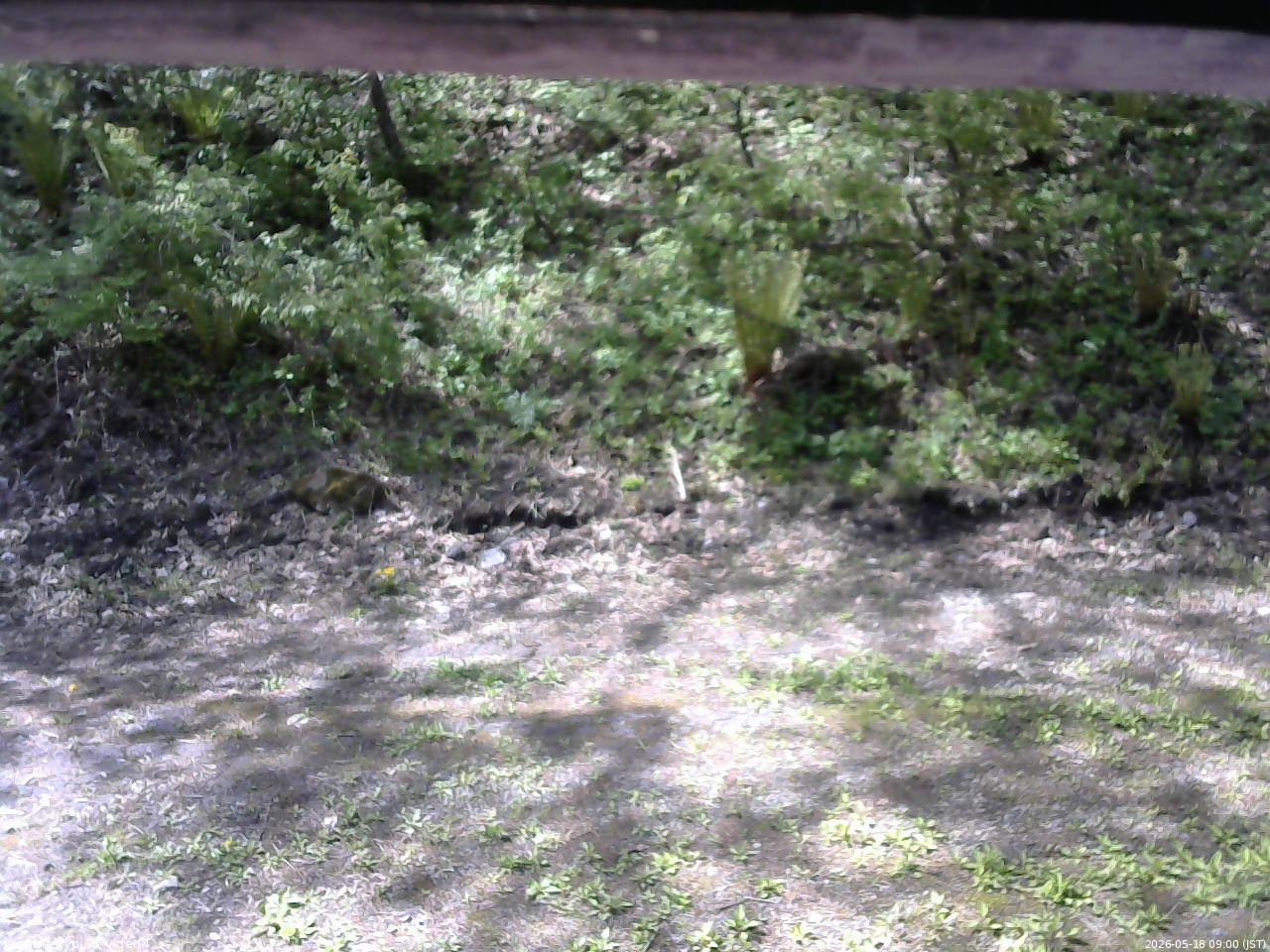 長野県菅平高原 ゆたか山荘 東側(坂下) 2026/05/18 09:00