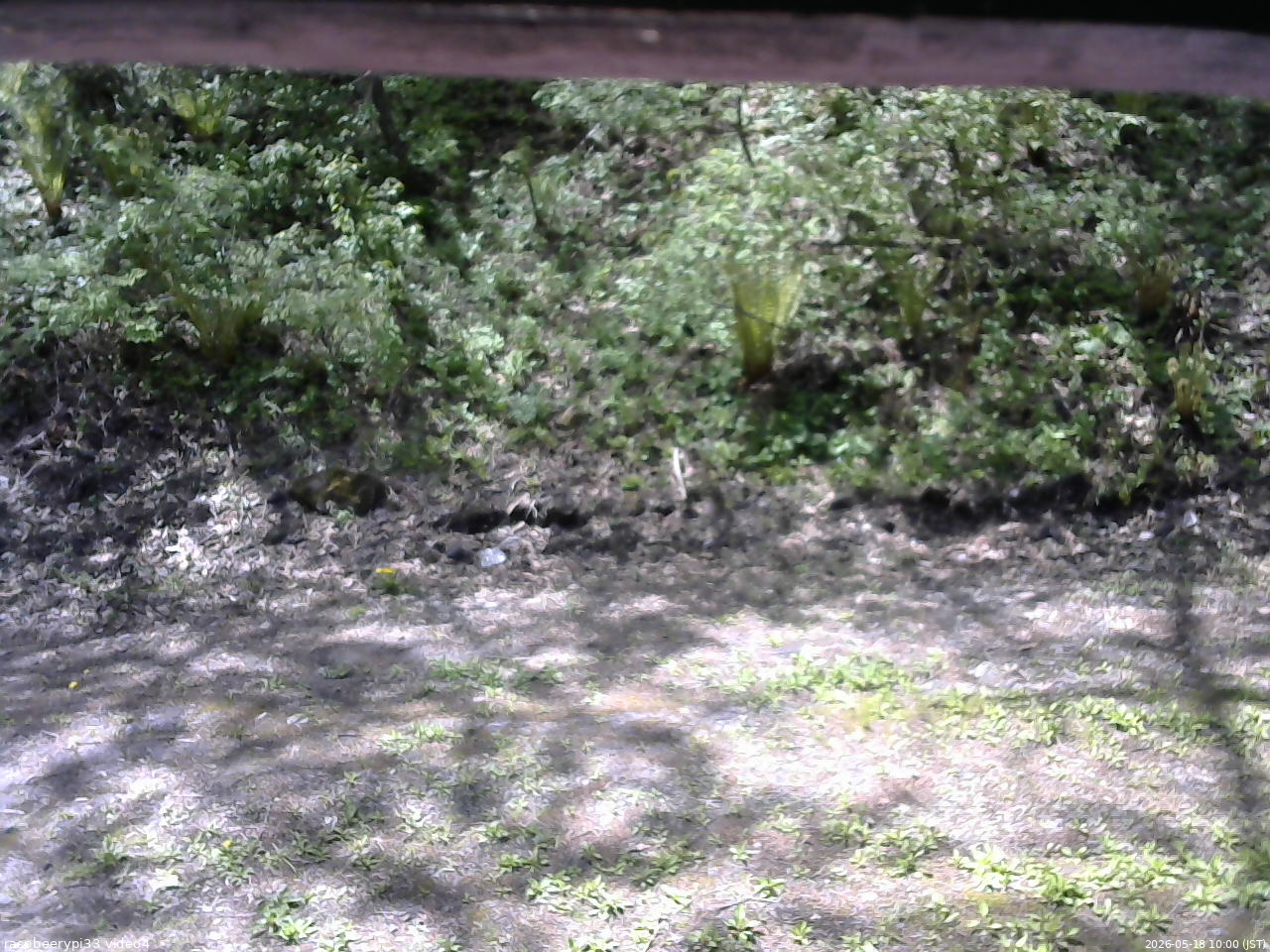長野県菅平高原 ゆたか山荘 東側(坂下) 2026/05/18 10:00