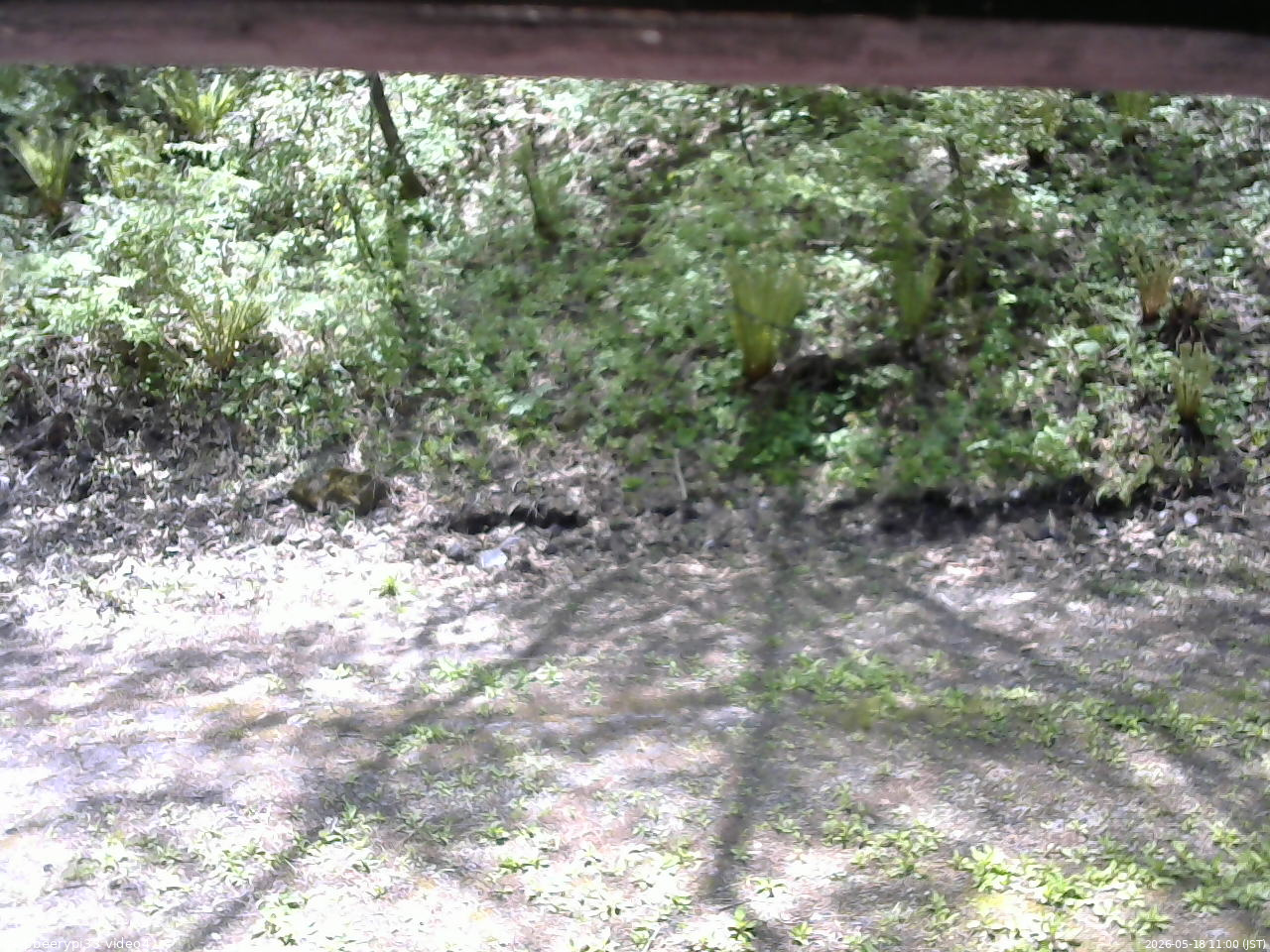 長野県菅平高原 ゆたか山荘 東側(坂下) 2026/05/18 11:00